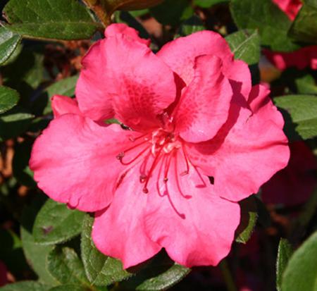 rhododendron-conlea-encore-reg-autumn-rouge-reg-reblooming-azalea