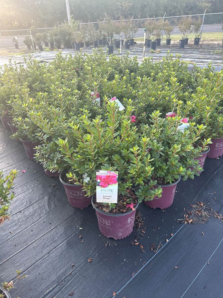 rhododendron-conlea-encore-reg-autumn-rouge-reg-reblooming-azalea