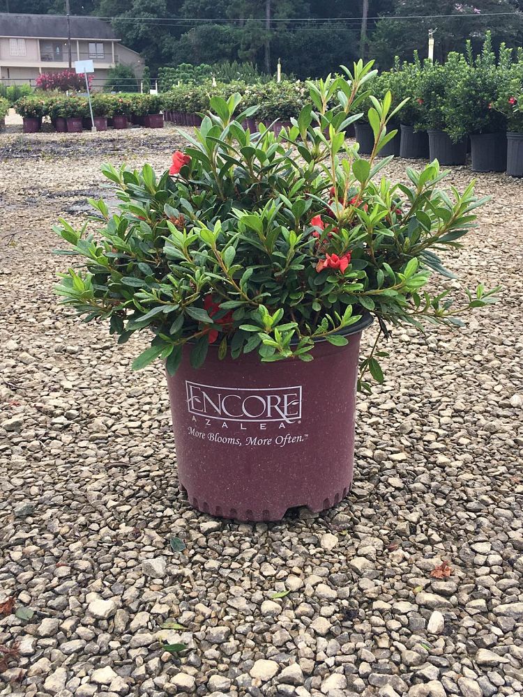 rhododendron-conleb-encore-reg-autumn-embers-trade-reblooming-azalea