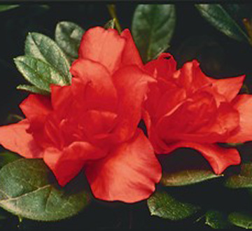 rhododendron-conleb-encore-reg-autumn-embers-trade-reblooming-azalea