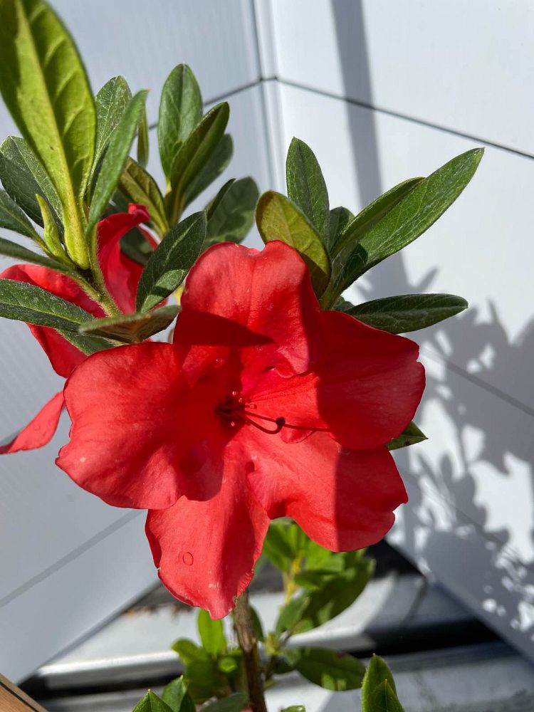 rhododendron-conleb-encore-reg-autumn-embers-trade-reblooming-azalea