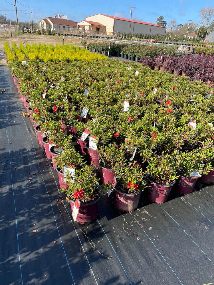 rhododendron-conleb-encore-reg-autumn-embers-trade-reblooming-azalea