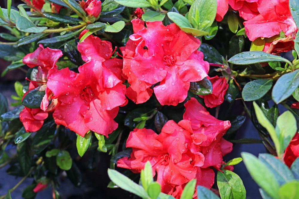 rhododendron-conleb-encore-reg-autumn-embers-trade-reblooming-azalea