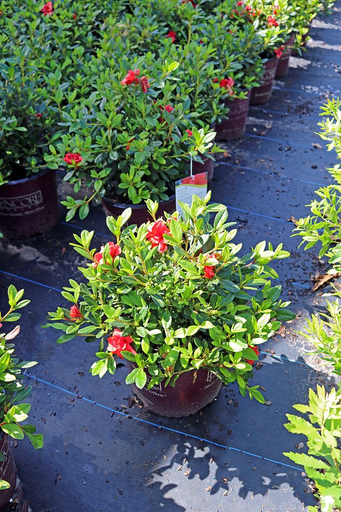 rhododendron-conleb-encore-reg-autumn-embers-trade-reblooming-azalea