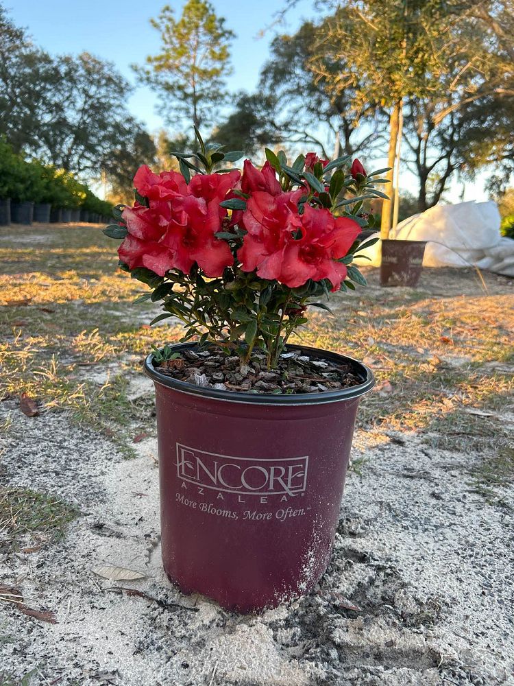rhododendron-conleb-encore-reg-autumn-embers-trade-reblooming-azalea