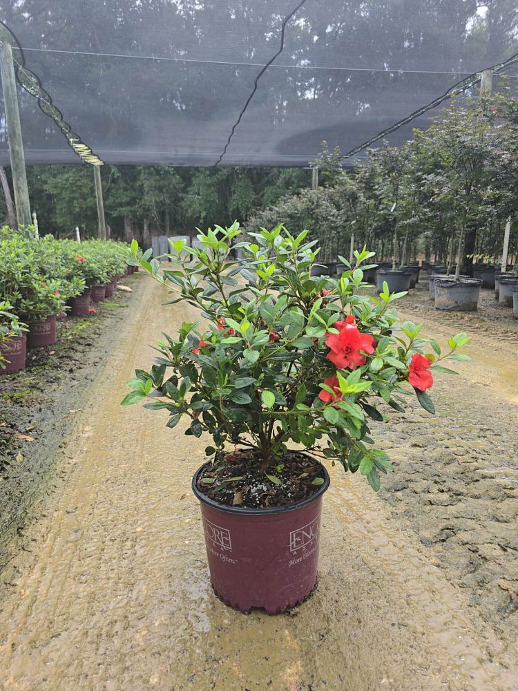 rhododendron-conleb-encore-reg-autumn-embers-trade-reblooming-azalea