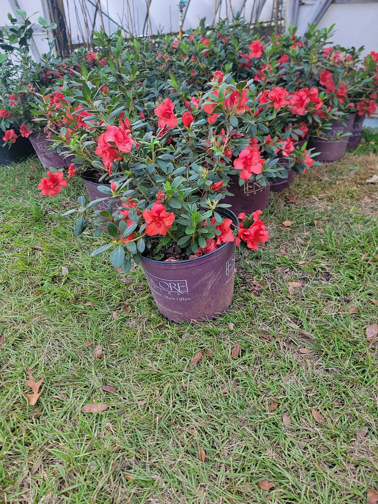 rhododendron-conleb-encore-reg-autumn-embers-trade-reblooming-azalea