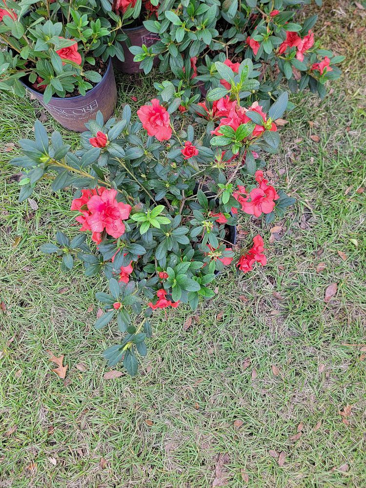 rhododendron-conleb-encore-reg-autumn-embers-trade-reblooming-azalea