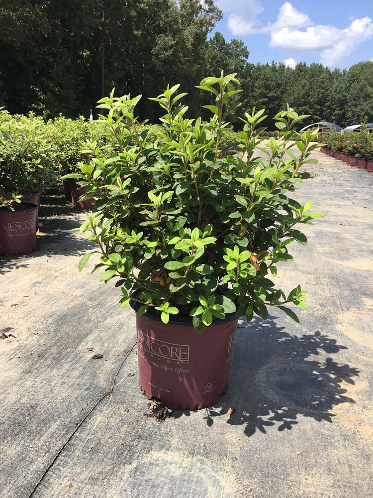rhododendron-conlec-encore-reg-autumn-royalty-reg-reblooming-azalea
