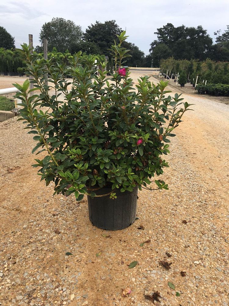 rhododendron-conlec-encore-reg-autumn-royalty-reg-reblooming-azalea