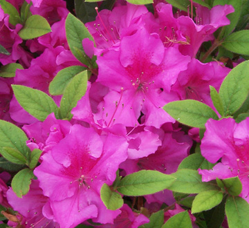 rhododendron-conlec-encore-reg-autumn-royalty-reg-reblooming-azalea