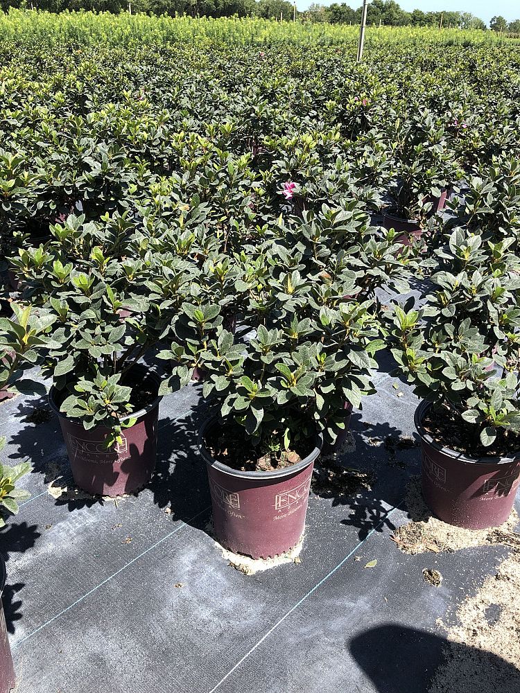 rhododendron-conlec-encore-reg-autumn-royalty-reg-reblooming-azalea