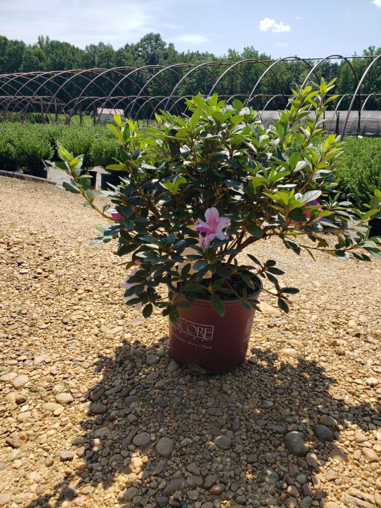 rhododendron-conlec-encore-reg-autumn-royalty-reg-reblooming-azalea