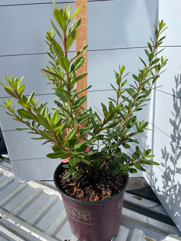 rhododendron-conlec-encore-reg-autumn-royalty-reg-reblooming-azalea