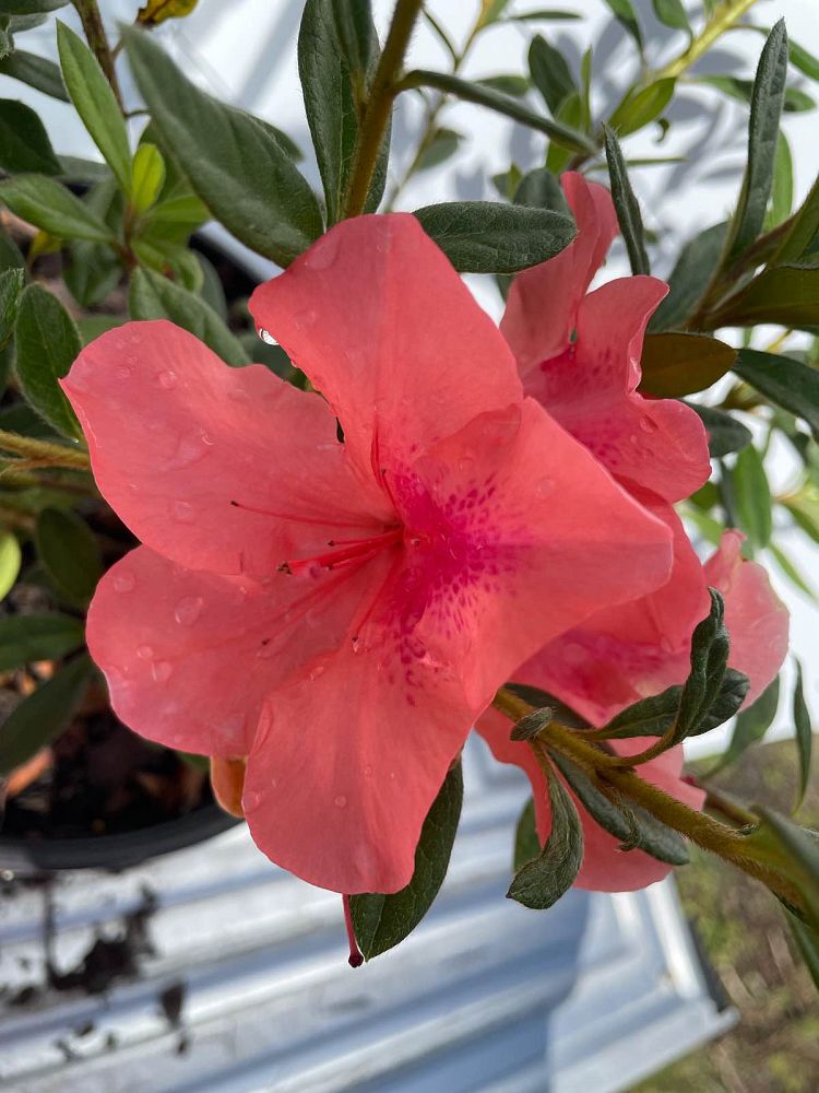 rhododendron-conlec-encore-reg-autumn-royalty-reg-reblooming-azalea