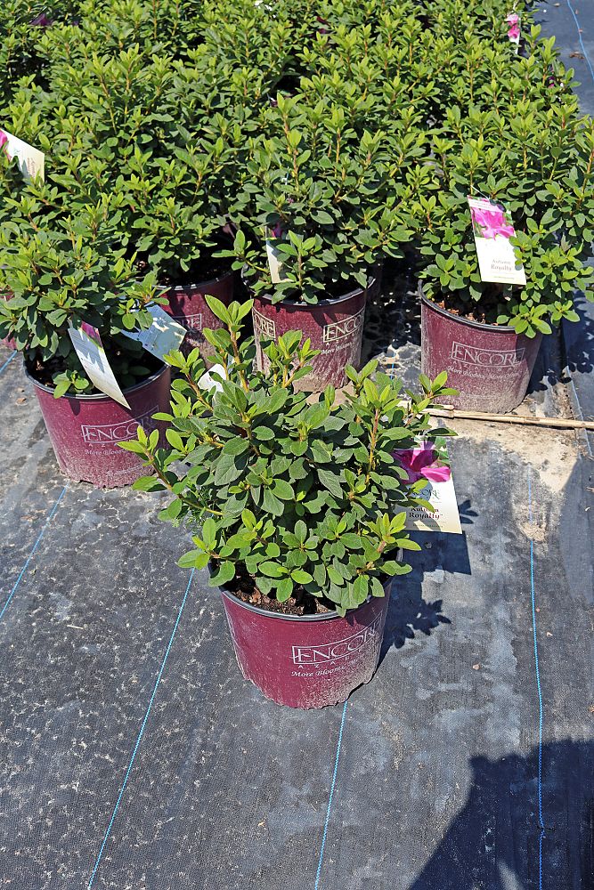 rhododendron-conlec-encore-reg-autumn-royalty-reg-reblooming-azalea