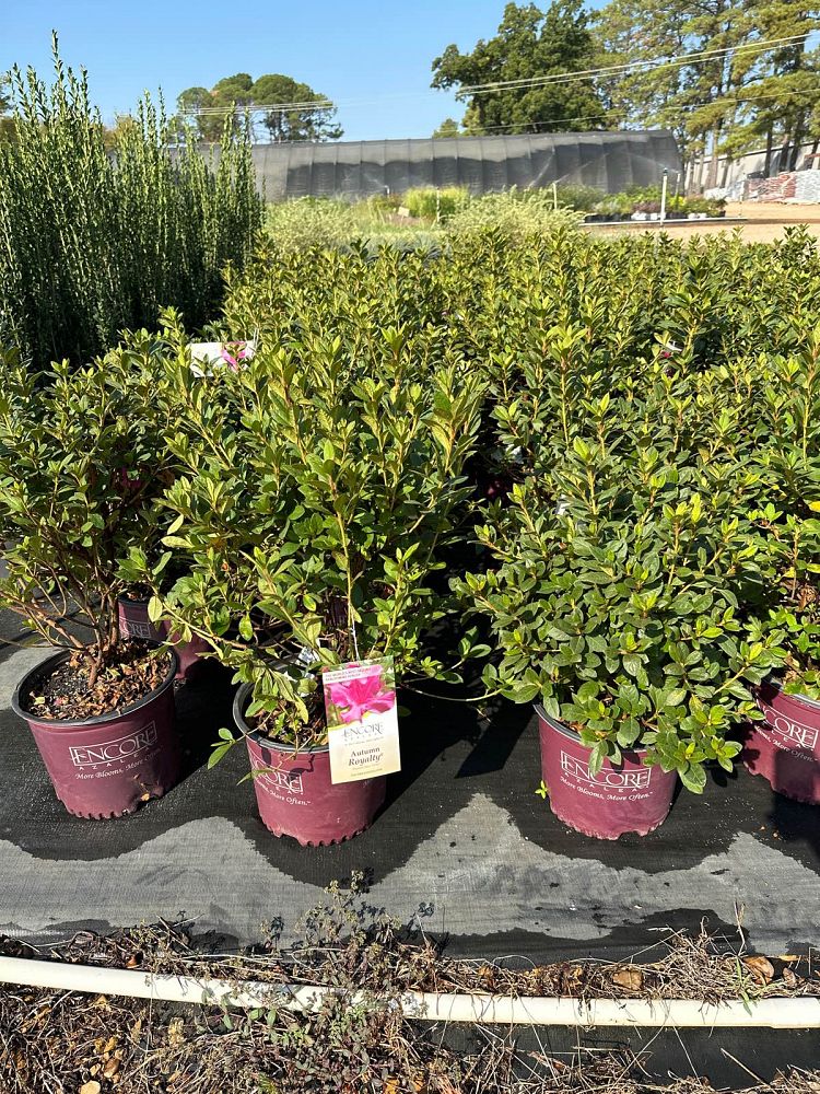 rhododendron-conlec-encore-reg-autumn-royalty-reg-reblooming-azalea