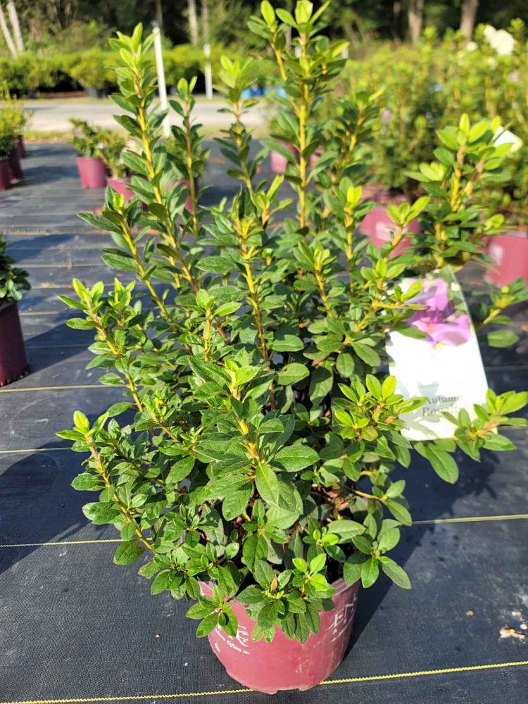 rhododendron-conlec-encore-reg-autumn-royalty-reg-reblooming-azalea
