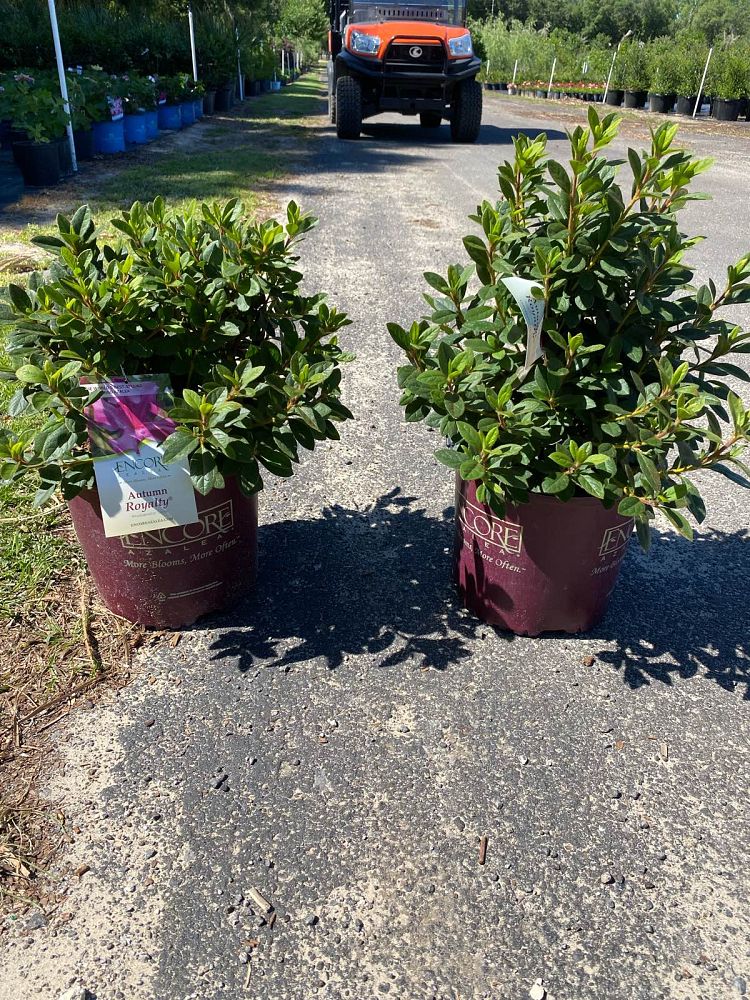 rhododendron-conlec-encore-reg-autumn-royalty-reg-reblooming-azalea