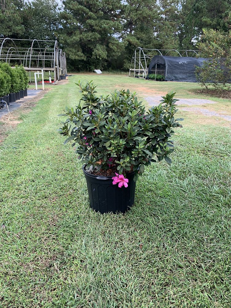 rhododendron-conlec-encore-reg-autumn-royalty-reg-reblooming-azalea