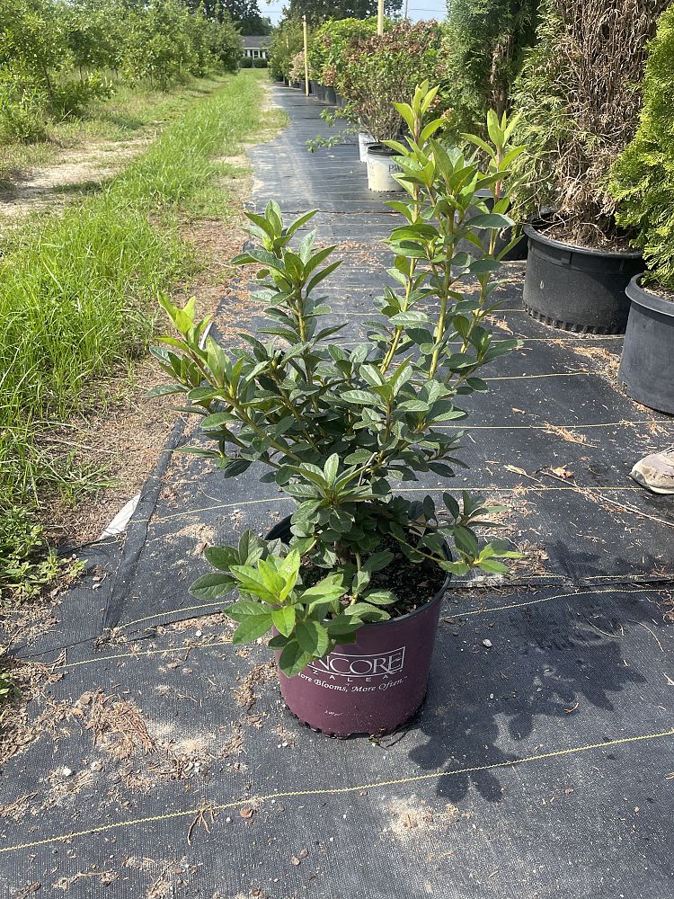 rhododendron-conlec-encore-reg-autumn-royalty-reg-reblooming-azalea