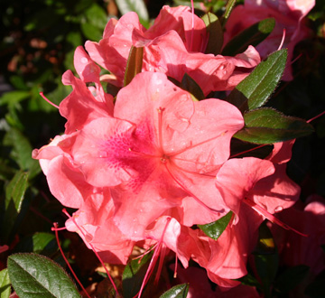 rhododendron-conled-encore-reg-autumn-coral-reg-reblooming-azalea