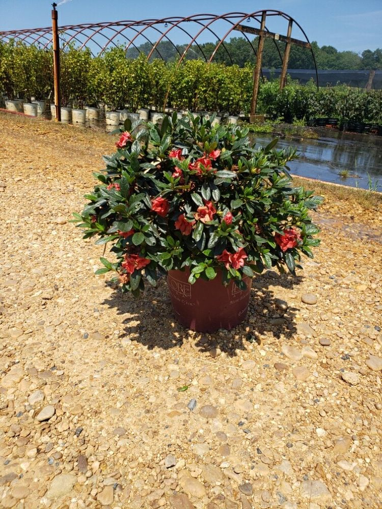 rhododendron-conled-encore-reg-autumn-coral-reg-reblooming-azalea