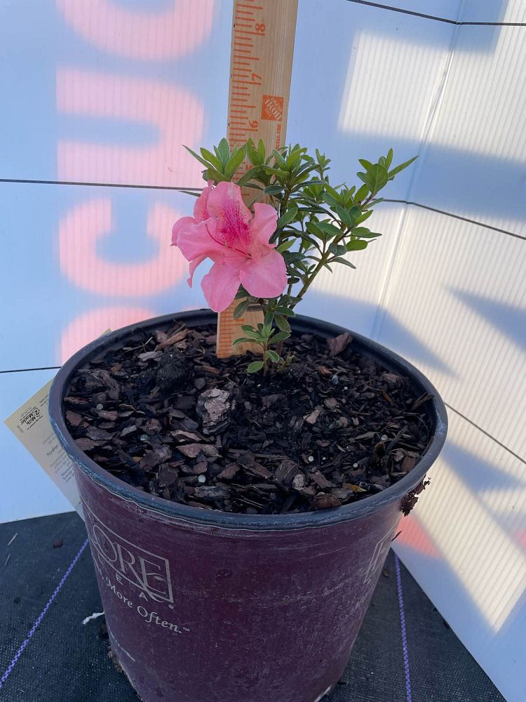 rhododendron-conled-encore-reg-autumn-coral-reg-reblooming-azalea