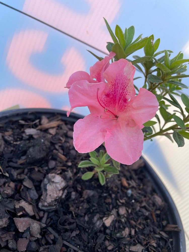 rhododendron-conled-encore-reg-autumn-coral-reg-reblooming-azalea