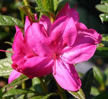 rhododendron-conlee-encore-reg-autumn-amethyst-reg-reblooming-azalea
