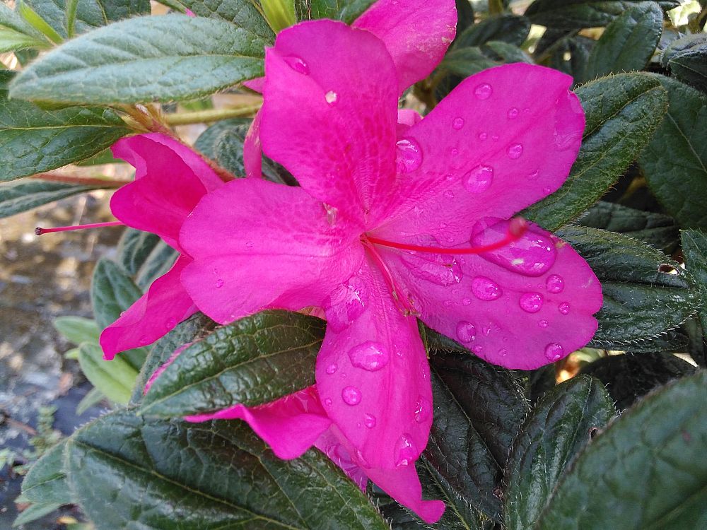rhododendron-conlee-encore-reg-autumn-amethyst-reg-reblooming-azalea