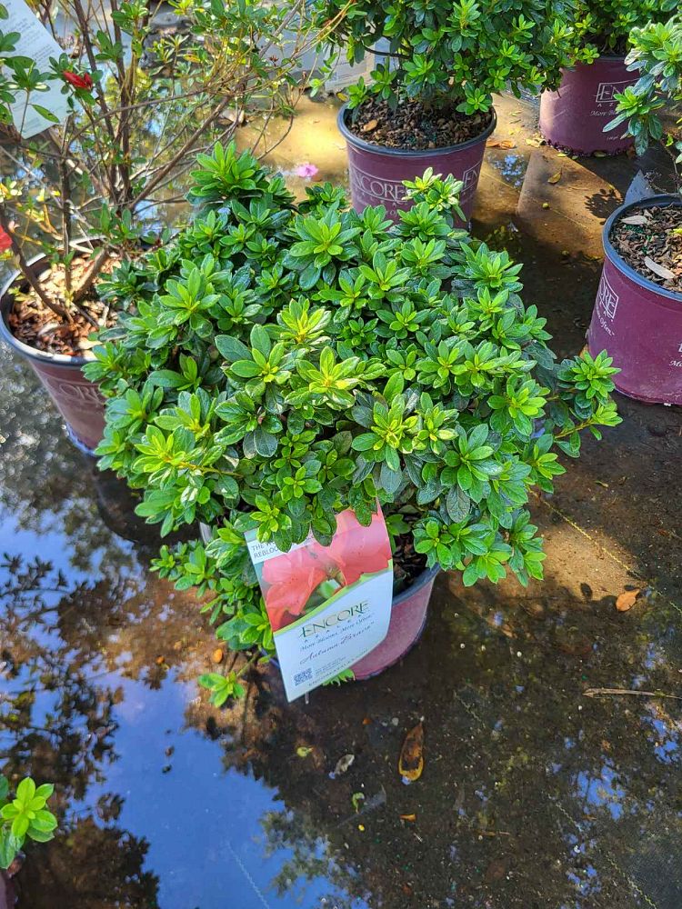 rhododendron-conlen-encore-reg-autumn-bravo-reg-reblooming-azalea