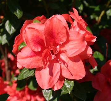 rhododendron-conleo-encore-reg-autumn-monarch-trade-reblooming-azalea