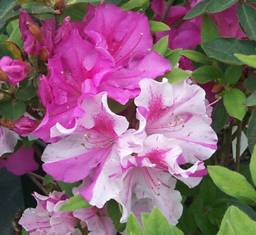 rhododendron-conlep-encore-reg-autumn-twist-reg-reblooming-azalea