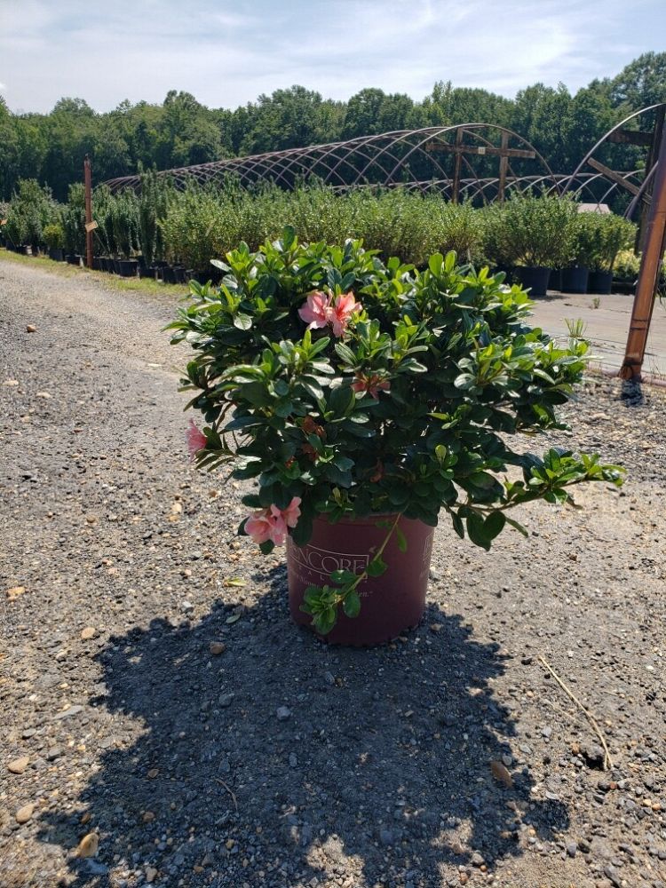 rhododendron-conlep-encore-reg-autumn-twist-reg-reblooming-azalea