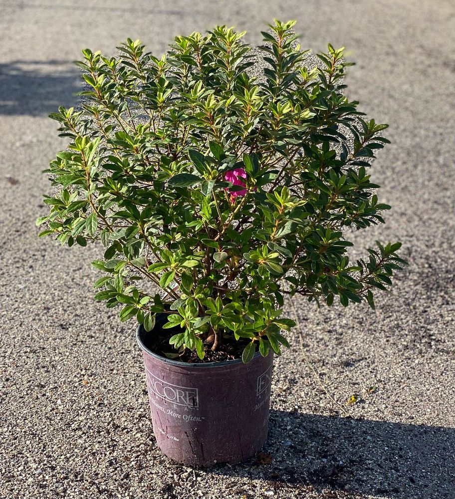 rhododendron-conlep-encore-reg-autumn-twist-reg-reblooming-azalea