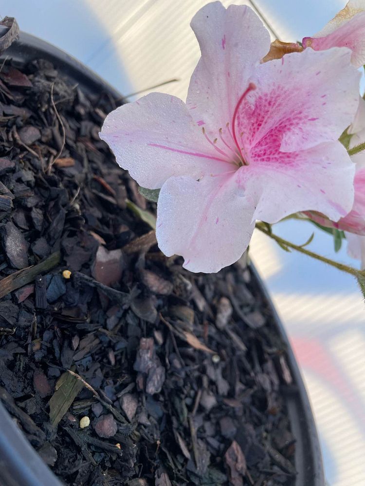 rhododendron-conlep-encore-reg-autumn-twist-reg-reblooming-azalea