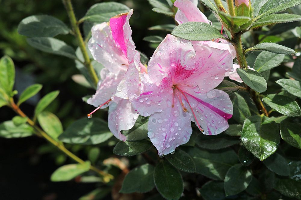 rhododendron-conlep-encore-reg-autumn-twist-reg-reblooming-azalea