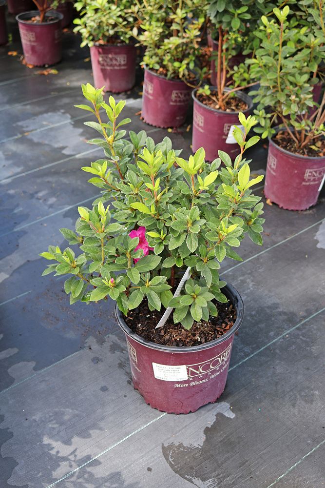 rhododendron-conlep-encore-reg-autumn-twist-reg-reblooming-azalea