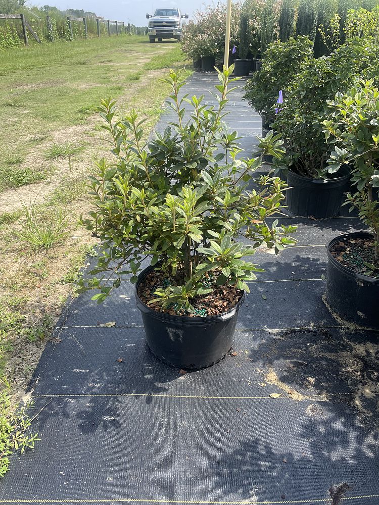 rhododendron-conlep-encore-reg-autumn-twist-reg-reblooming-azalea