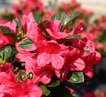 rhododendron-conler-encore-reg-autumn-ruby-reg-reblooming-azalea