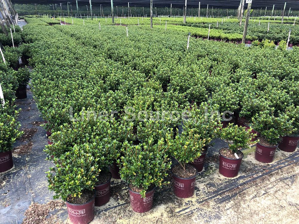 rhododendron-conles-encore-reg-autumn-empress-trade-reblooming-azalea