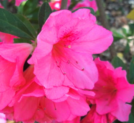 rhododendron-conles-encore-reg-autumn-empress-trade-reblooming-azalea