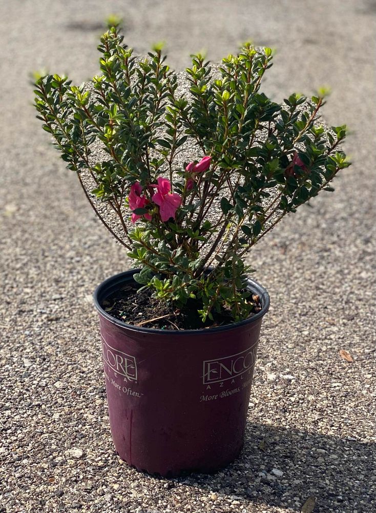 rhododendron-conles-encore-reg-autumn-empress-trade-reblooming-azalea