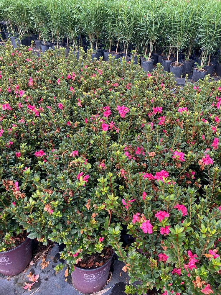 rhododendron-conles-encore-reg-autumn-empress-trade-reblooming-azalea