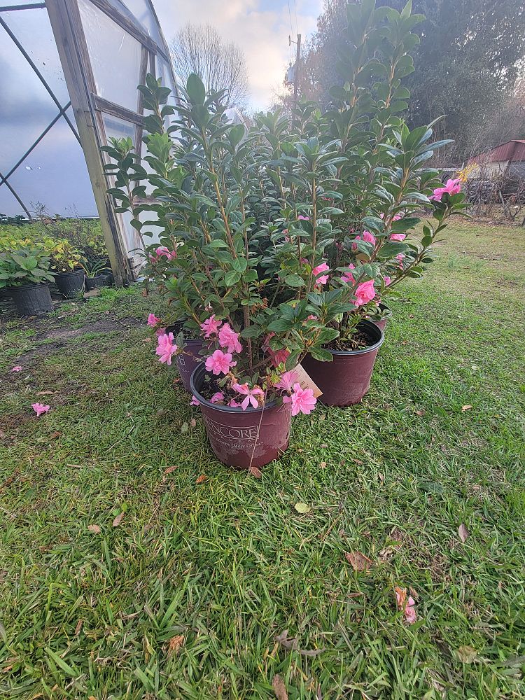 rhododendron-conles-encore-reg-autumn-empress-trade-reblooming-azalea
