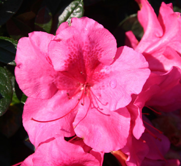 rhododendron-conlet-encore-reg-autumn-carnival-reg-reblooming-azalea