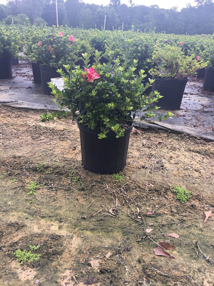 rhododendron-conversation-piece-azalea