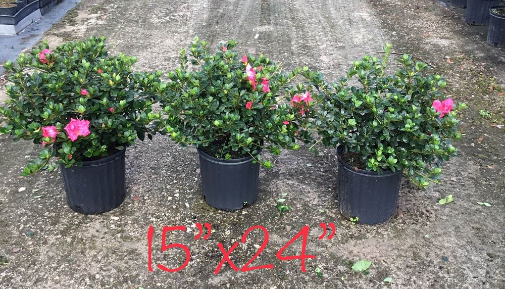 rhododendron-conversation-piece-azalea