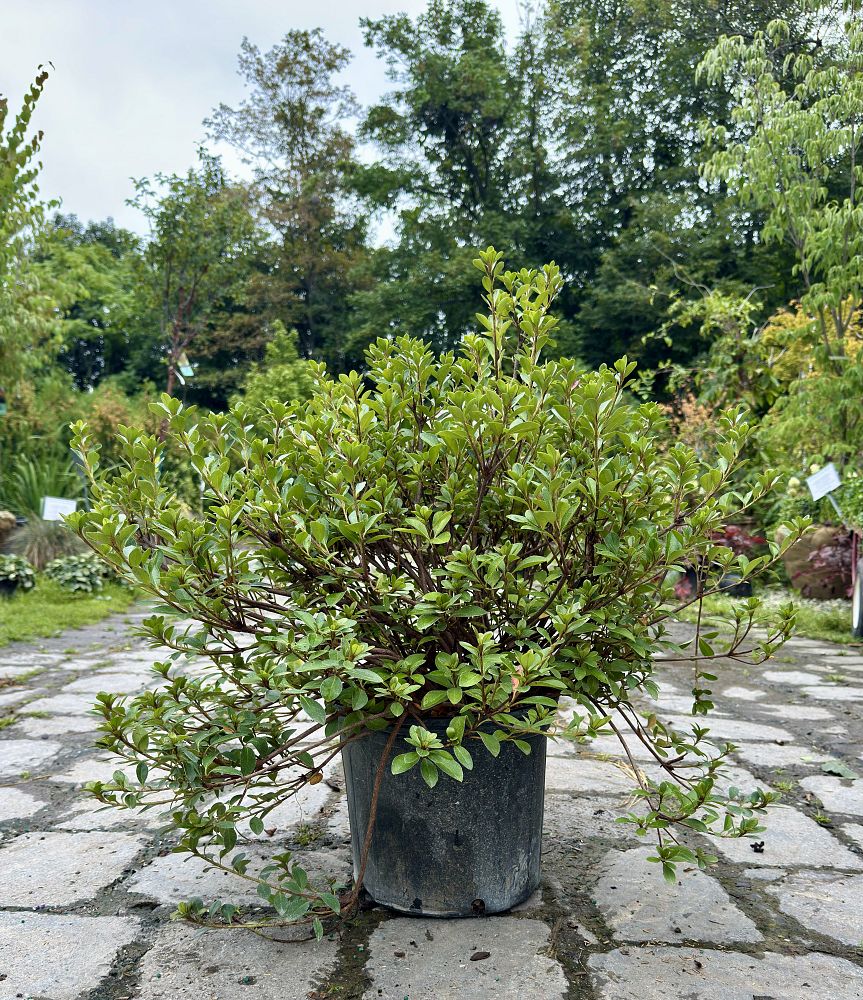 rhododendron-conversation-piece-azalea